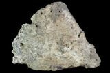 Ceratopsian Frill Shield Section #94861-1
